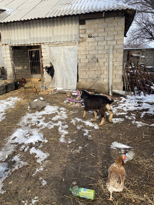 Еркек лақ сатылады