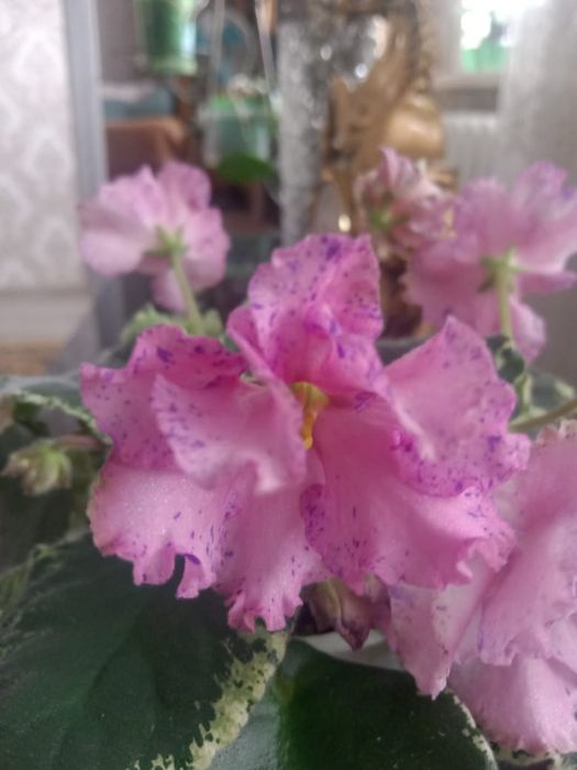 Продам фиалки разные