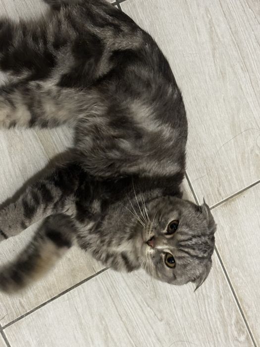 нашли кота, Кокшетау