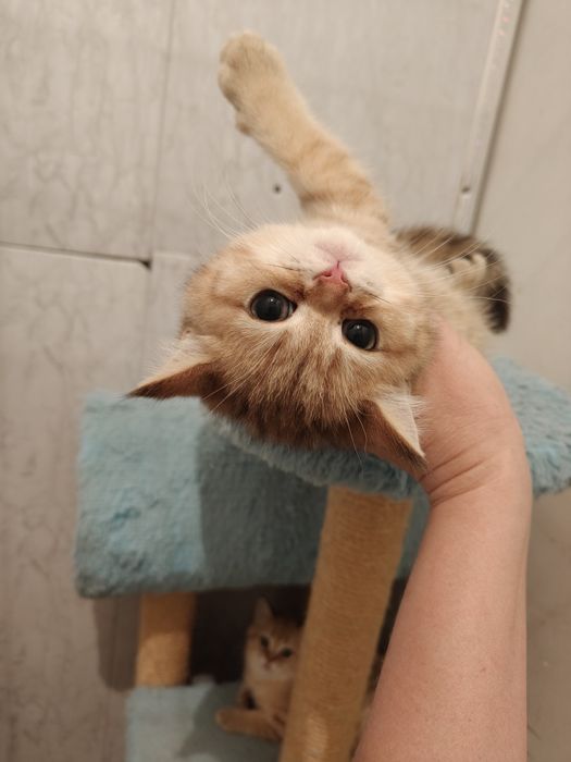 Шиншиллы золотые