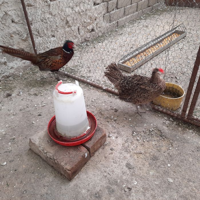 Fazani comuni pereche .