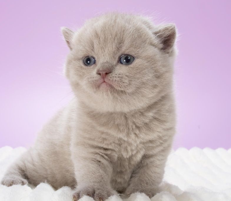 Котята Британчкие Алматы