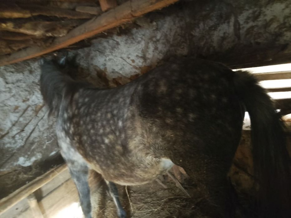 Iapa de vânzare 5 ani