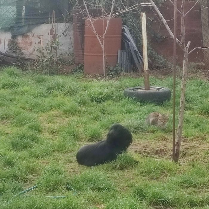 Куче кокер шпаньол за подробности пишете