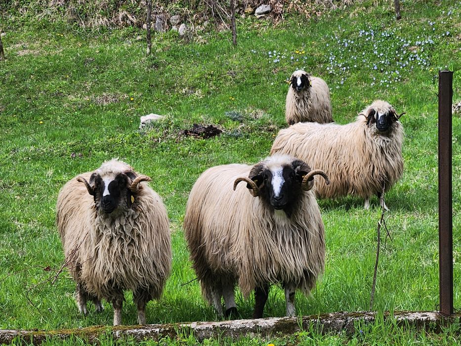 2 berbeci brezi + 8 oi