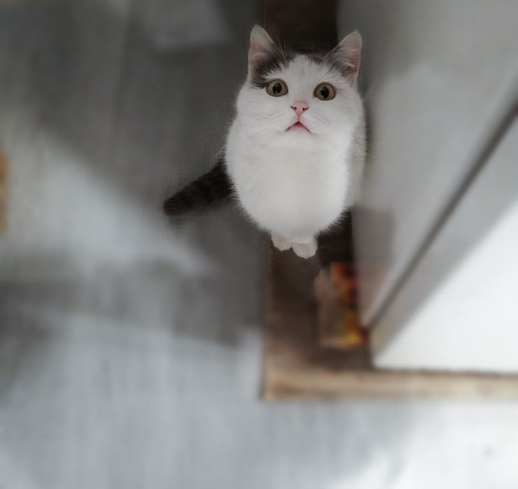 Кошечка ищут дом!