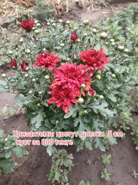 Продаю Хризантемы   красного цвета