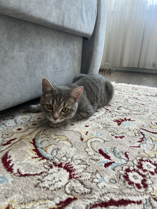 Отдам котенка в добрые руки