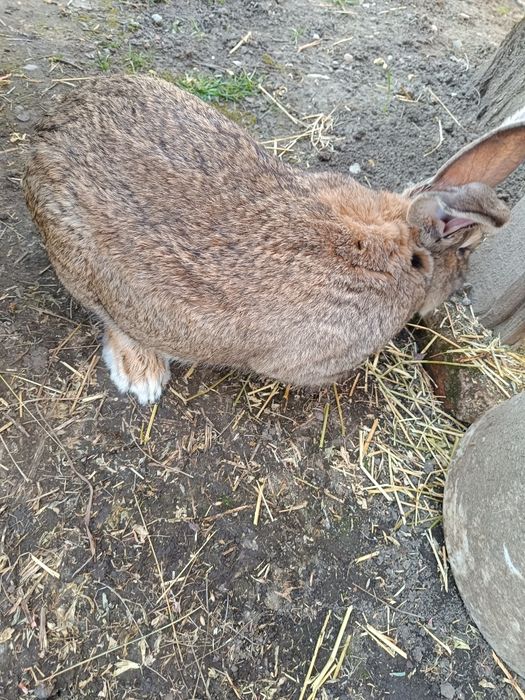 Vând mascul belgian