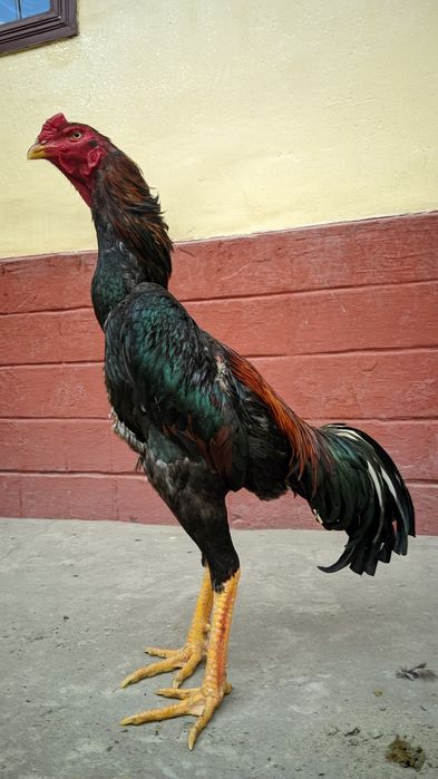 Майский кореец шоже