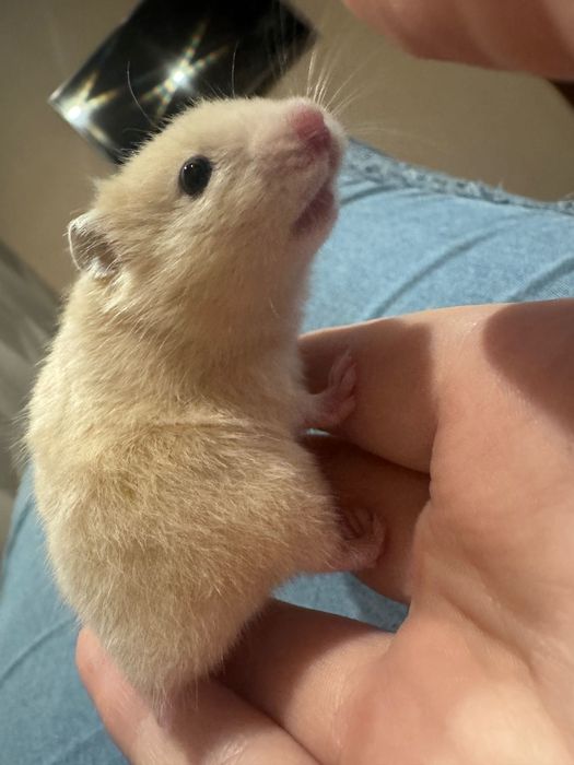 Хомяки сирийские