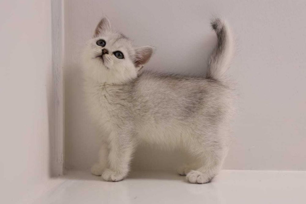 Бриташки очаровашки.