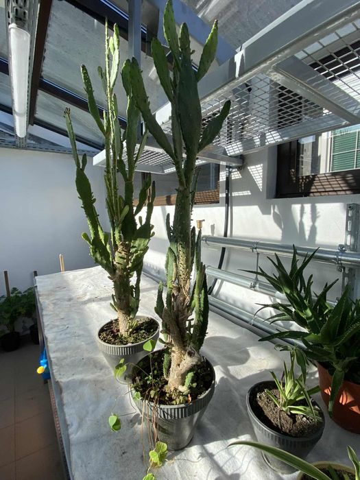 Кактуси - 2бр. - височина 1,15м