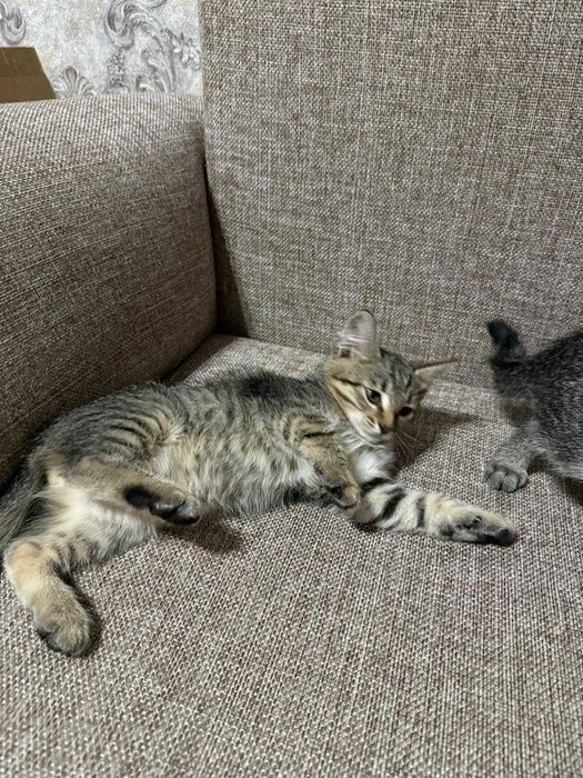 Отдам котят в добрые руки.