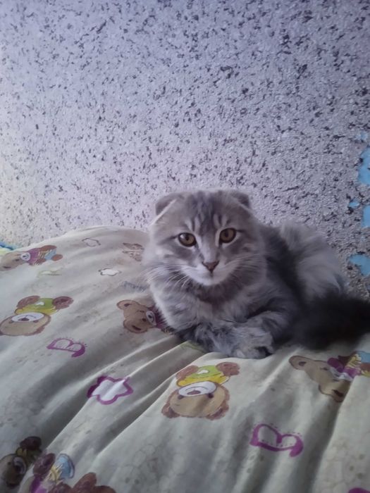 Scottish fold kalta yungli
