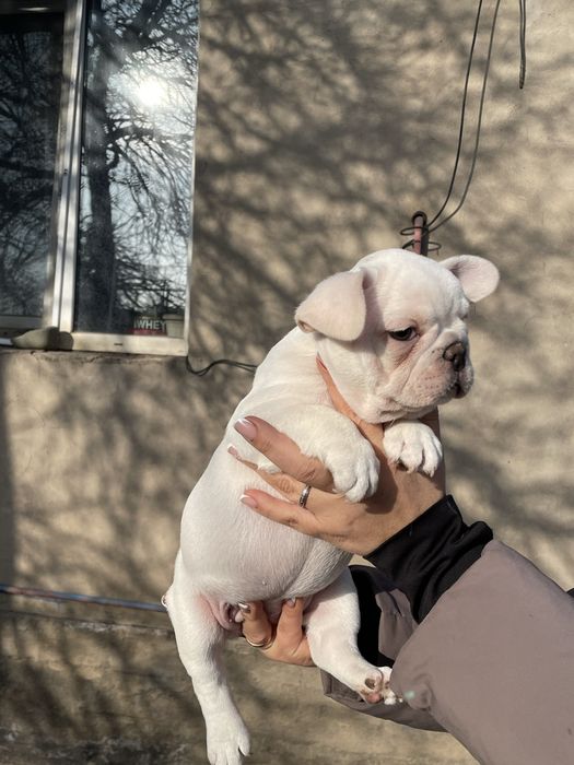 Французский бульдог