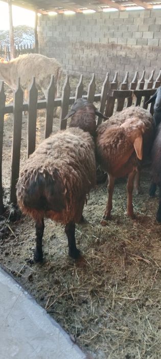 Продам Гиссарских баранчиков