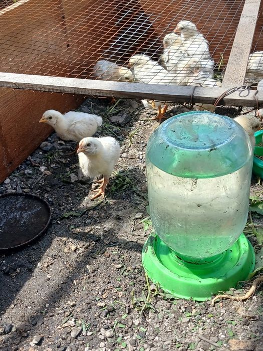 Продам цепляет  Леггорны