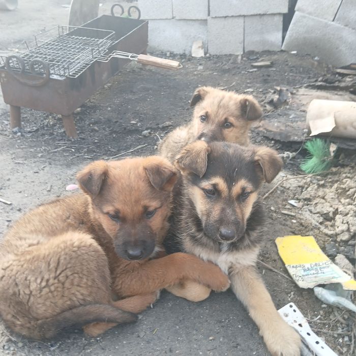 Щенки немецкой Овчарки