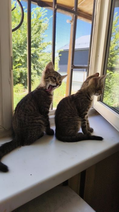 Милые котята ищут дом