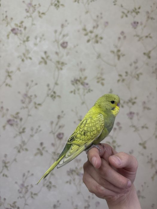 Spengl popugay/ Попугай Спенгл