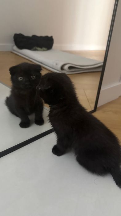 Котенок Скоттиш Фолд