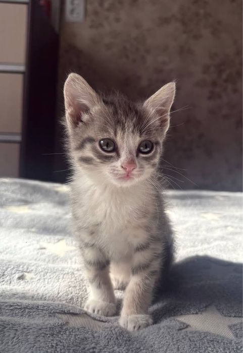 отдам котят в хорошие руки