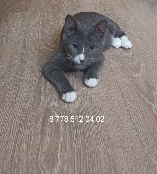 Котенок,мальчик,3 мес.в добрые руки