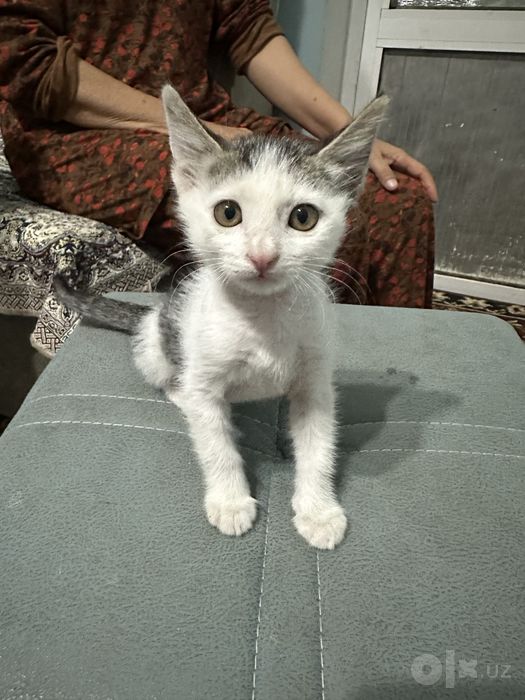 Mushuk hadyaga beriladi