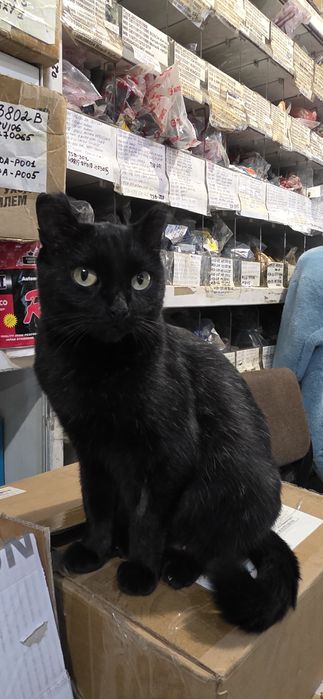 Отдвм кошечку в добрые руки