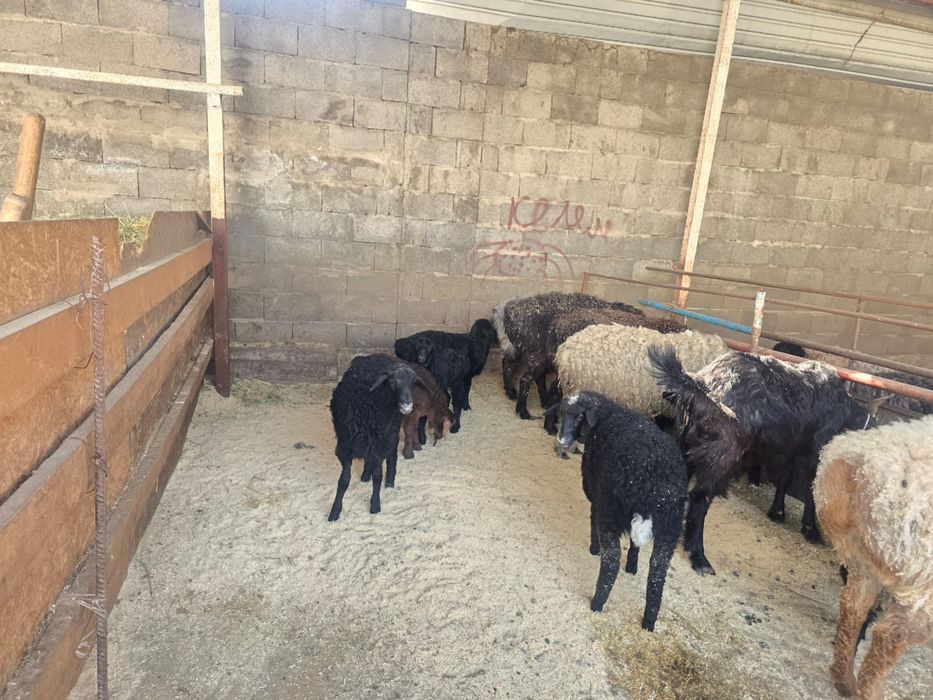 Баран , кои ешкы