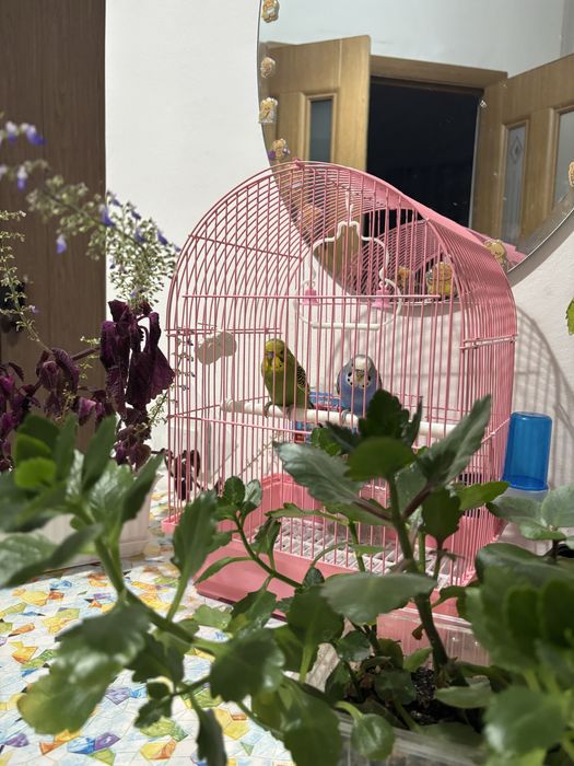 Попугайчики Солнце и Луна