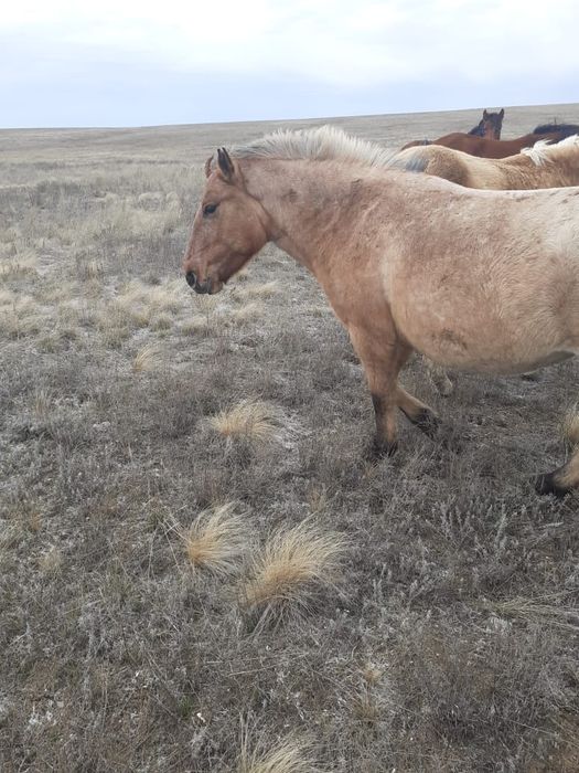 Жабағы, тай, биелер сатылады