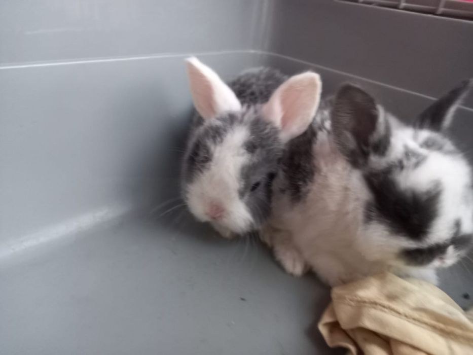 Продам декоративных крольчат.