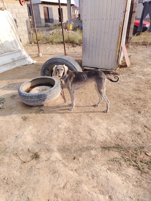 Тазы ит  сатылады