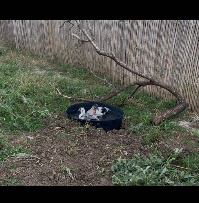 Rate pitice olandeze