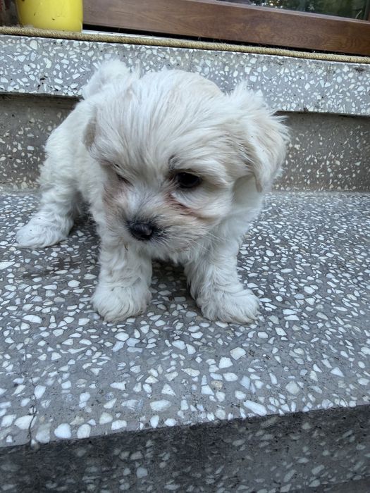 Vand Bichon Maltez