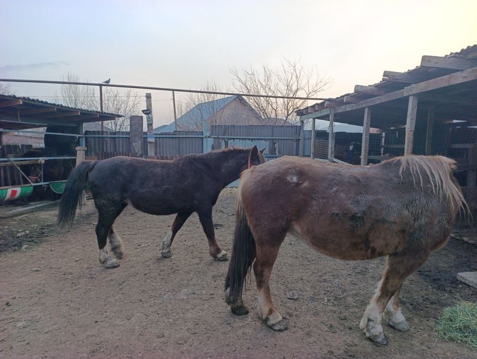 Бие кобылы Новоалтайск