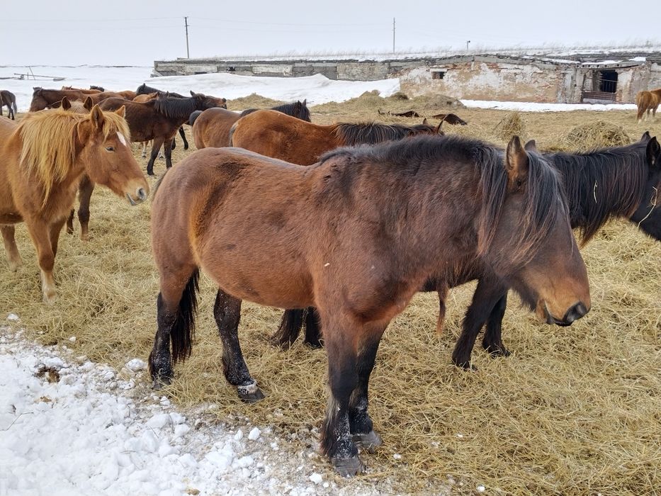 Полу Тяж продам Айгыра