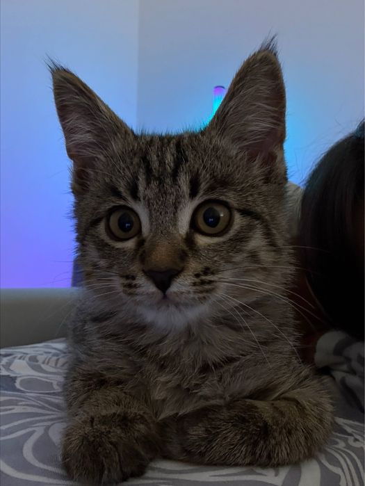 Отдаем активного мальчика в добрые руки!