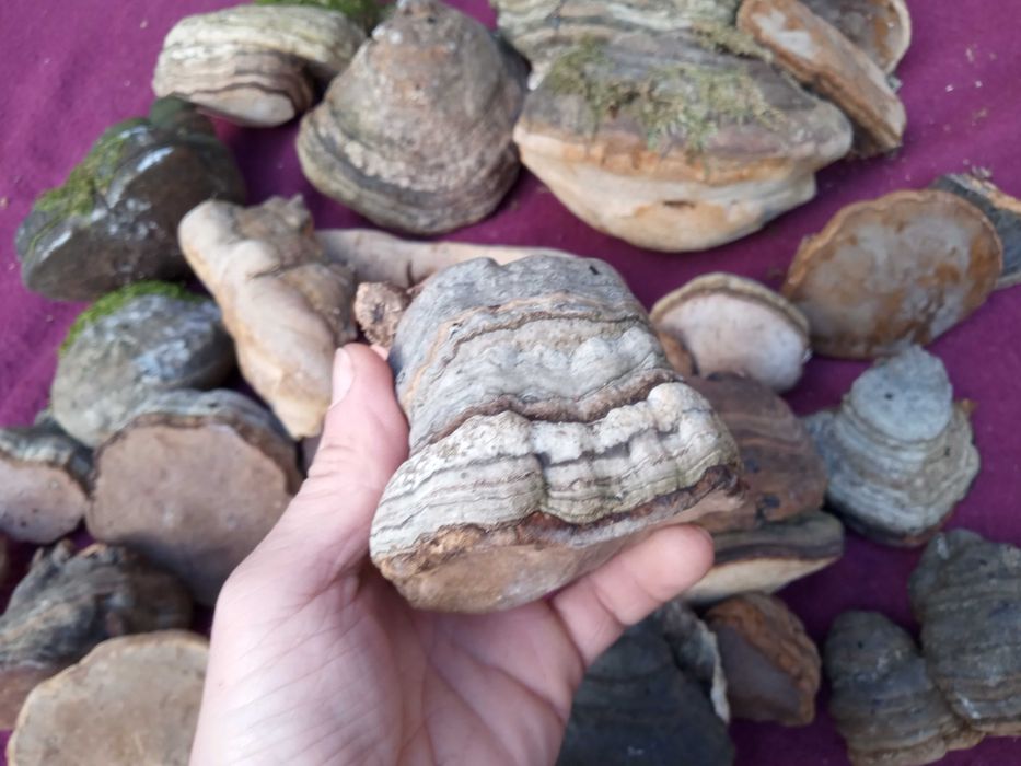 Agarikon-ciuperca unei vieti lungi