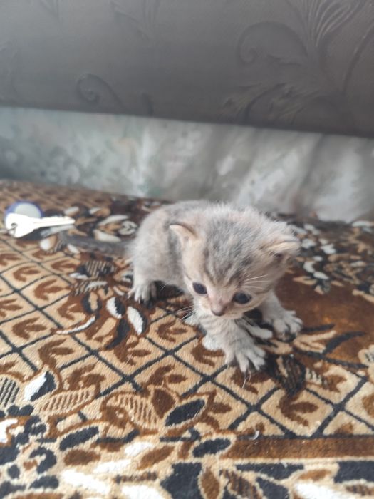 Отдам котят в добрые руки