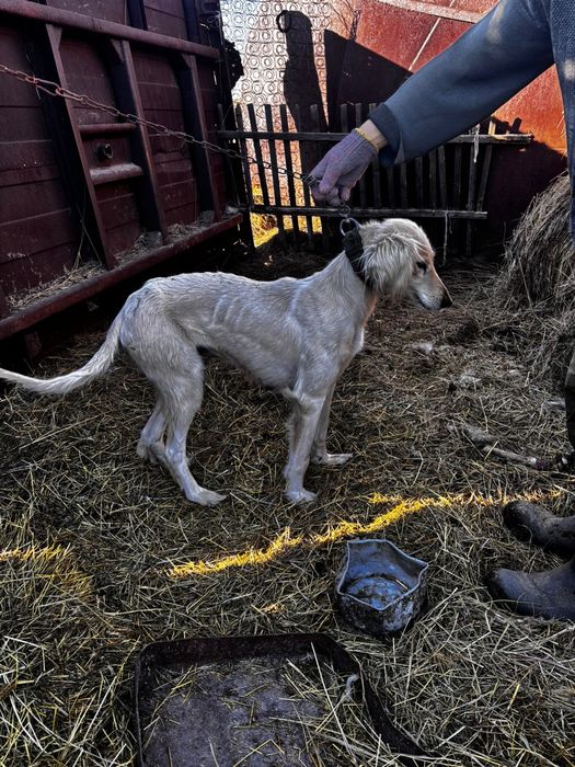 Тазы     сатылады