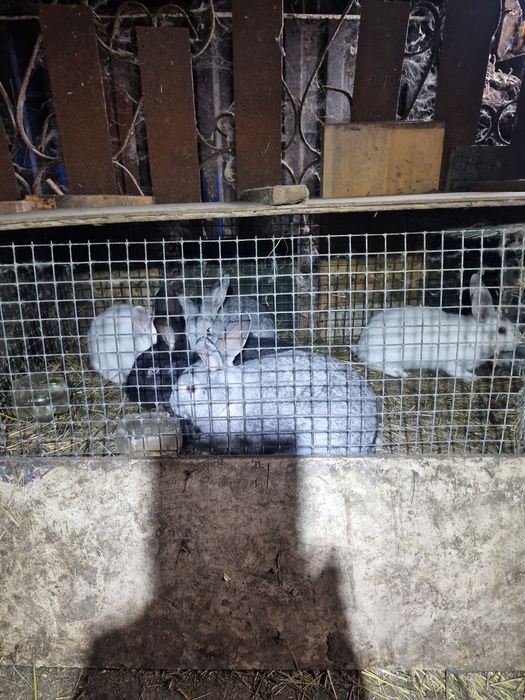 Продаем кроликов