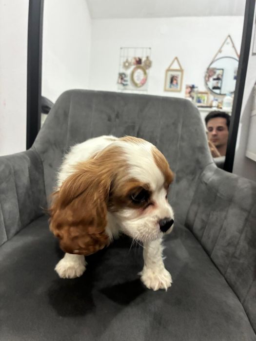 Diponibil cățel King Charles