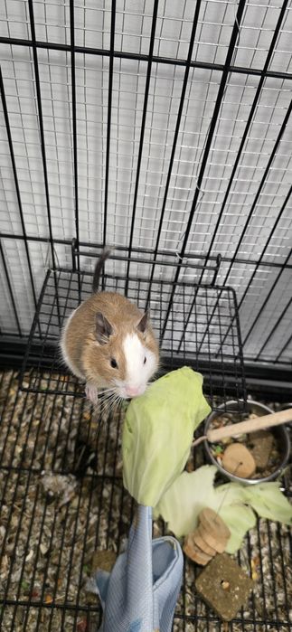 Vând cusca si veverite degu