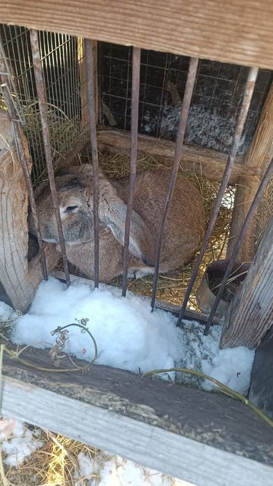 продам кроликов ,6 месяцев