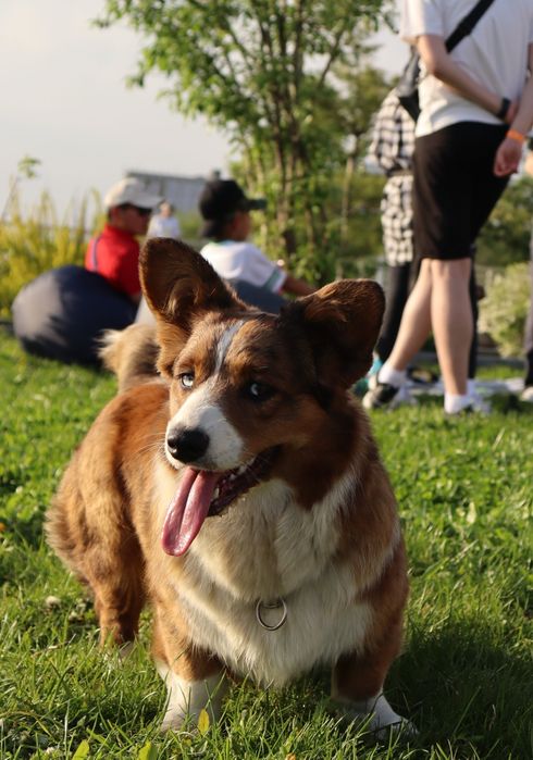 Вельш корги эксклюзивные щенки