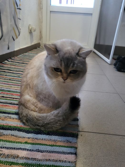 Pisica British shorthair
