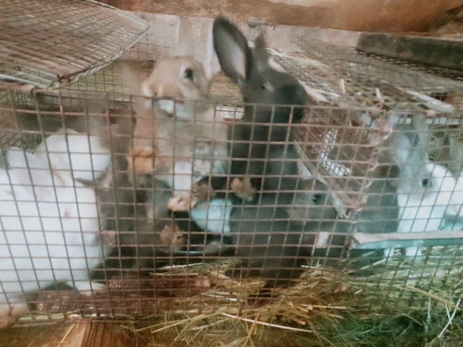 Vând iepuri Hicole .